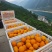 夏橙60起步通货，挂树鲜果，现定现采