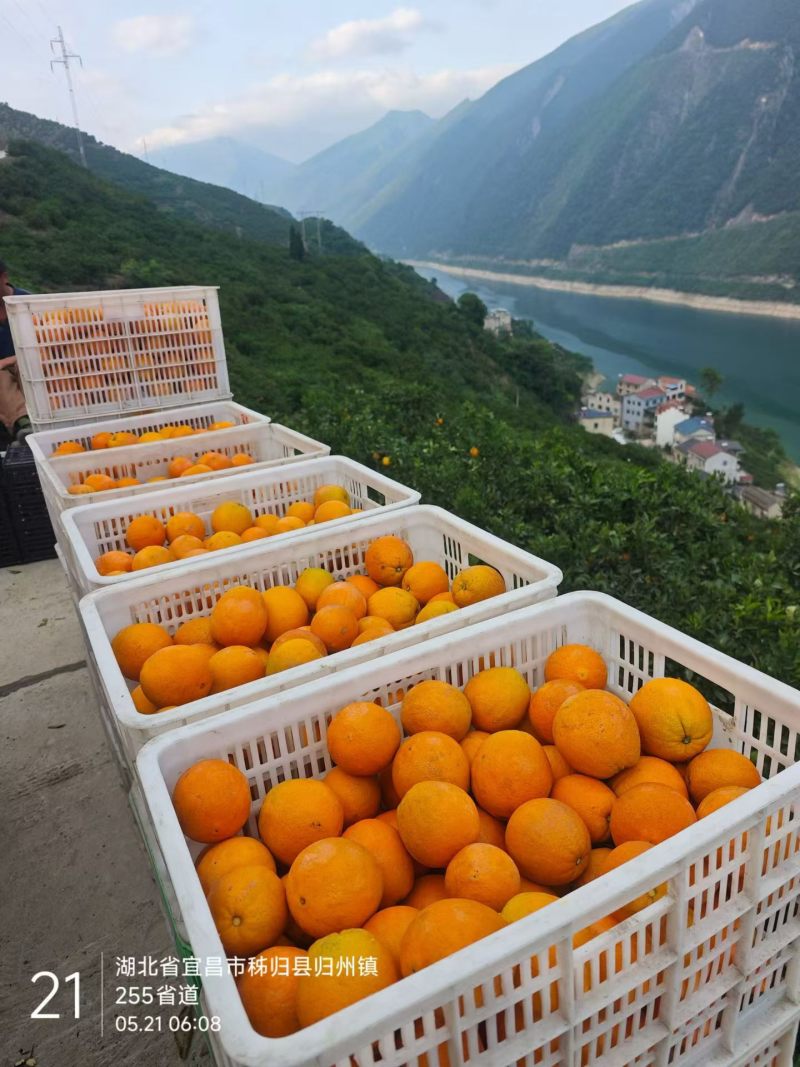 夏橙60起步通货，挂树鲜果，现定现采