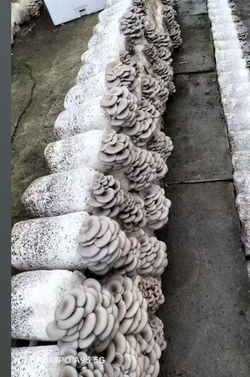 平菇精品，普货，次品分级销售，优质优价