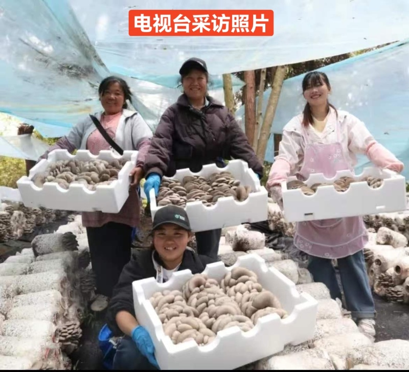 平菇精品，普货，次品分级销售，优质优价