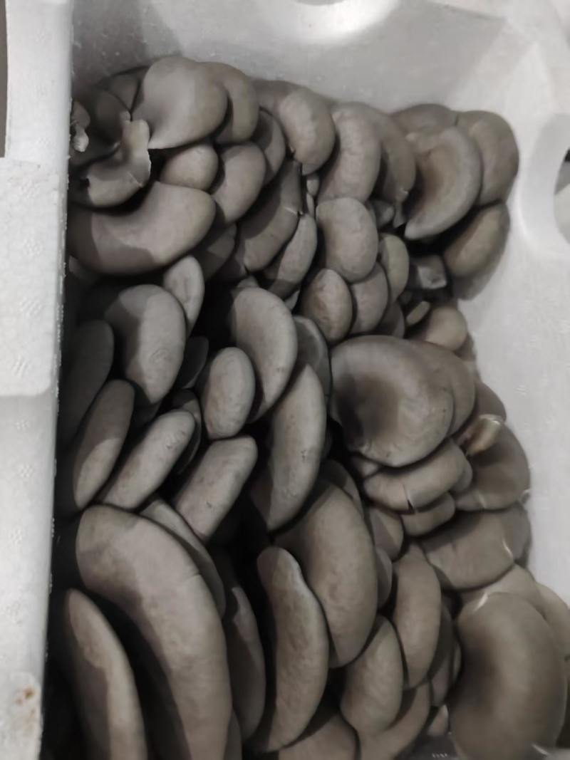 平菇精品，普货，次品分级销售，优质优价
