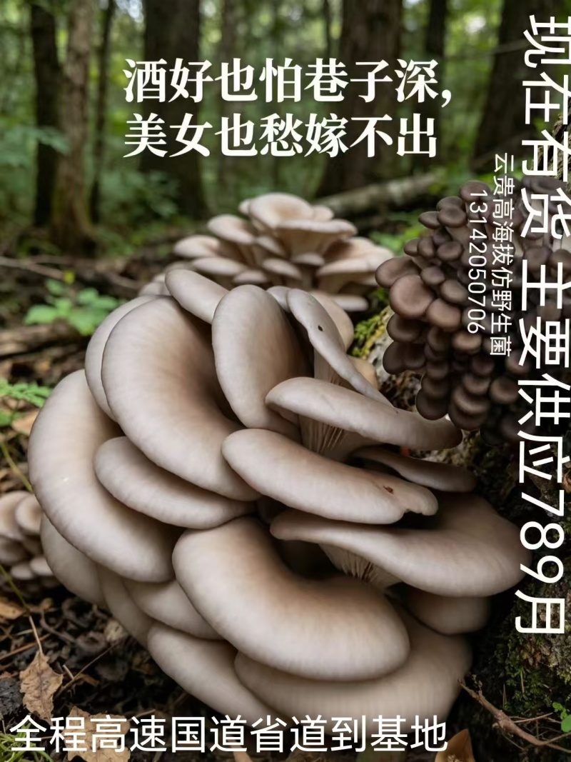 平菇精品，普货，次品分级销售，优质优价