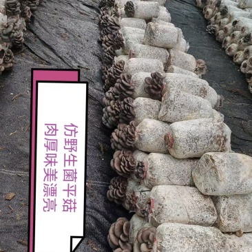 平菇精品，普货，次品分级销售，优质优价