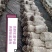 平菇精品，普货，次品分级销售，优质优价