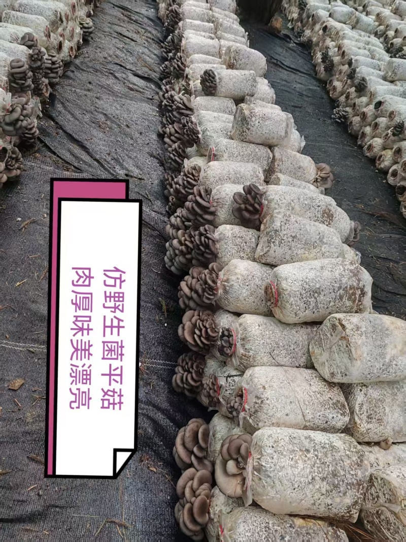 平菇精品，普货，次品分级销售，优质优价