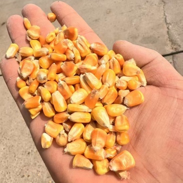干玉米国标二等干玉米粒
