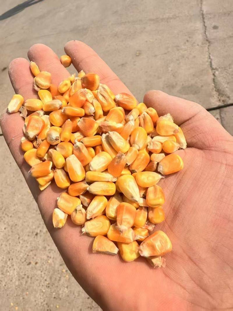 干玉米国标二等干玉米粒