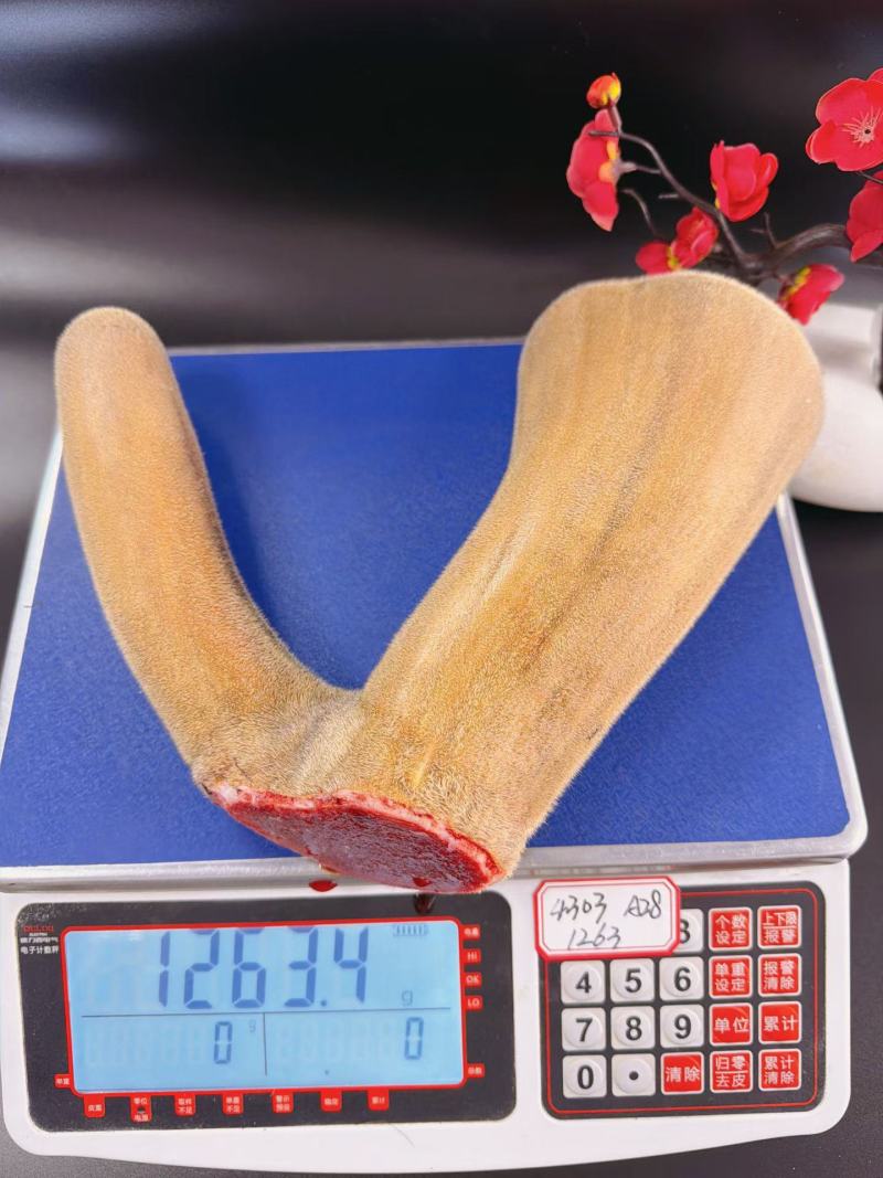 鹿茸干货、鲜货