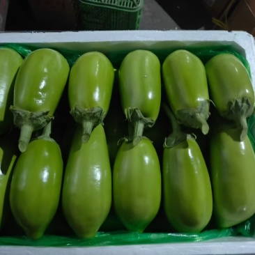 青茄单个半斤以上