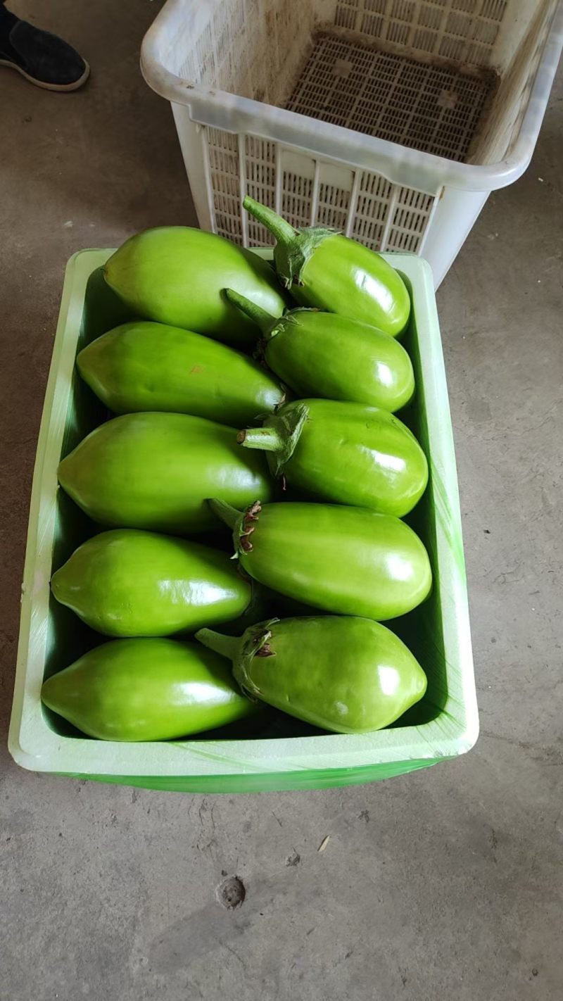 青茄单个半斤以上