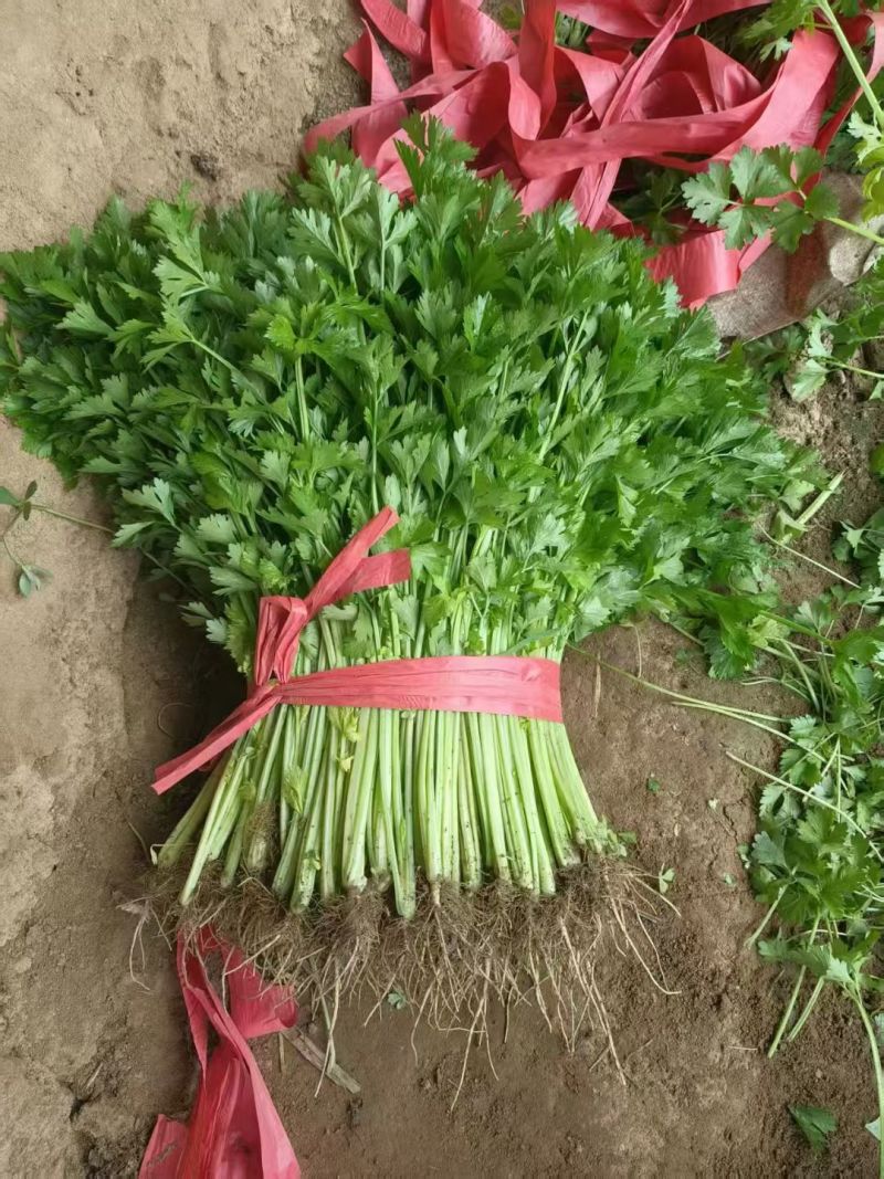 芹菜50-60公分/70-80公分