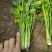 芹菜50-60公分/70-80公分