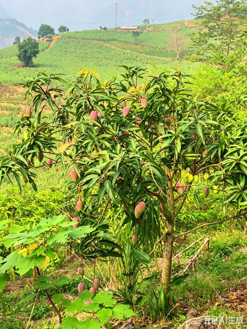 芒果红贵妃
