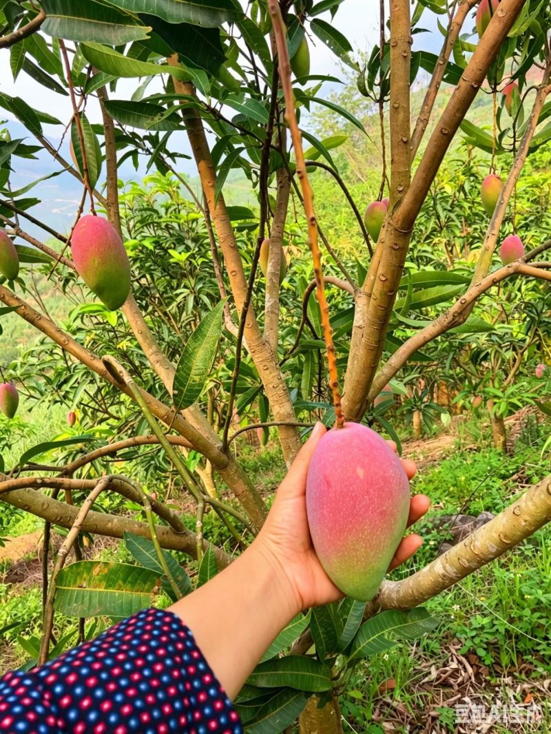 芒果红贵妃