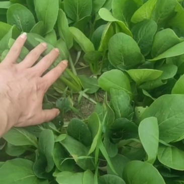 油菜小框24斤，大框30斤