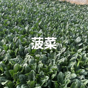 菠菜小框24斤，大框30斤