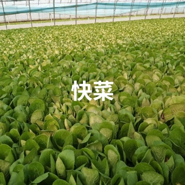 快菜小框24斤，大框30斤