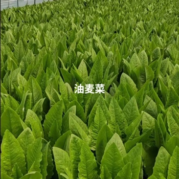 油麦菜小框24斤，大框30斤