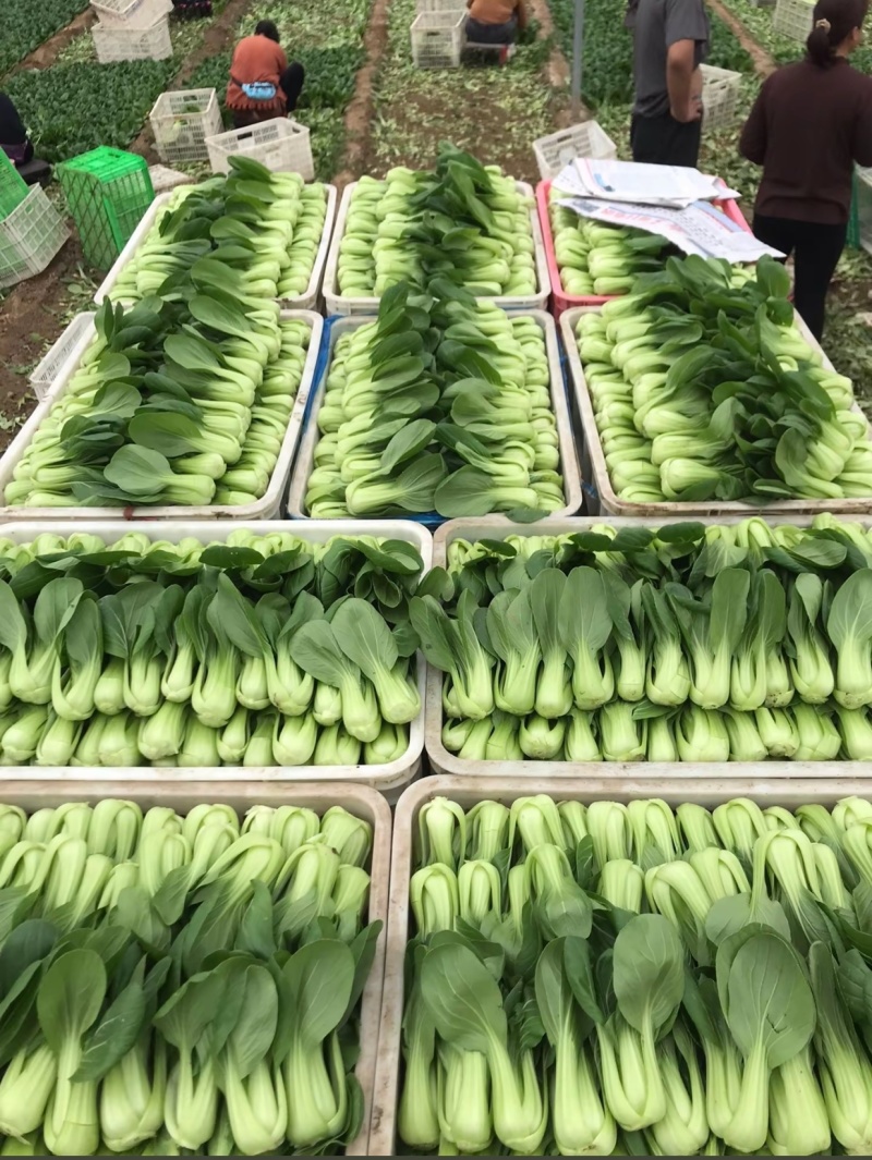 油菜小框24斤，大框30斤