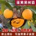 蛋黄果树苗径1.5-2.5公分，高50-80公分