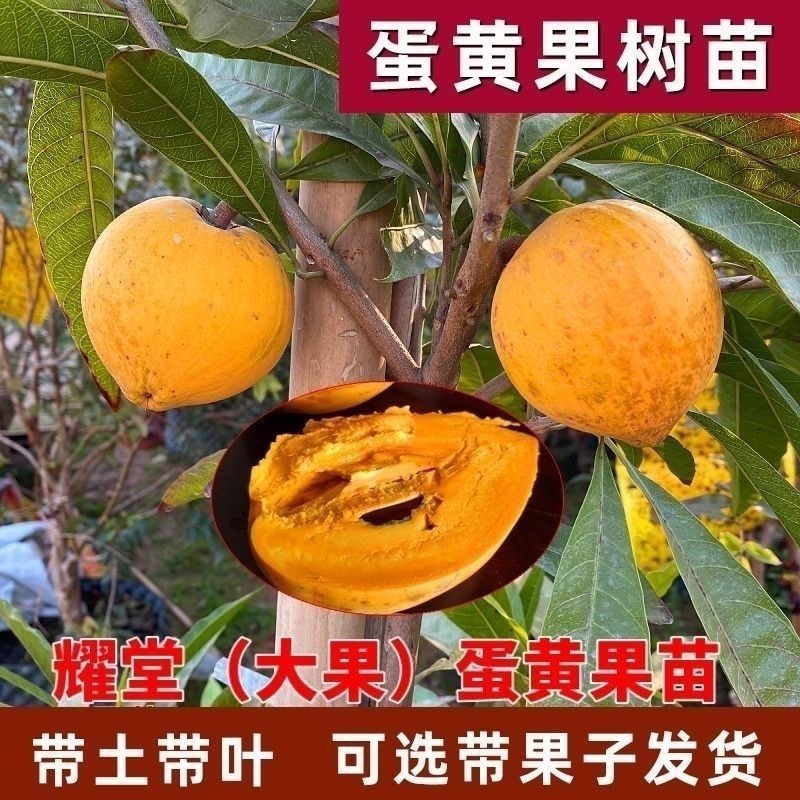 蛋黄果树苗径1.5-2.5公分，高50-80公分