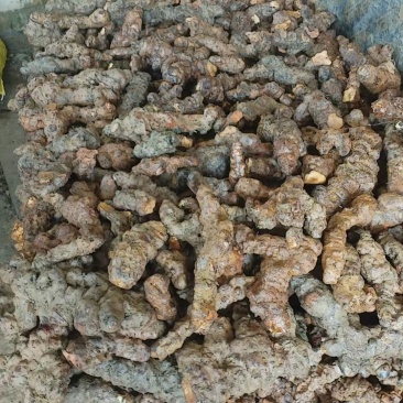 土茯苓原材料新鲜货，单根4两以上大个