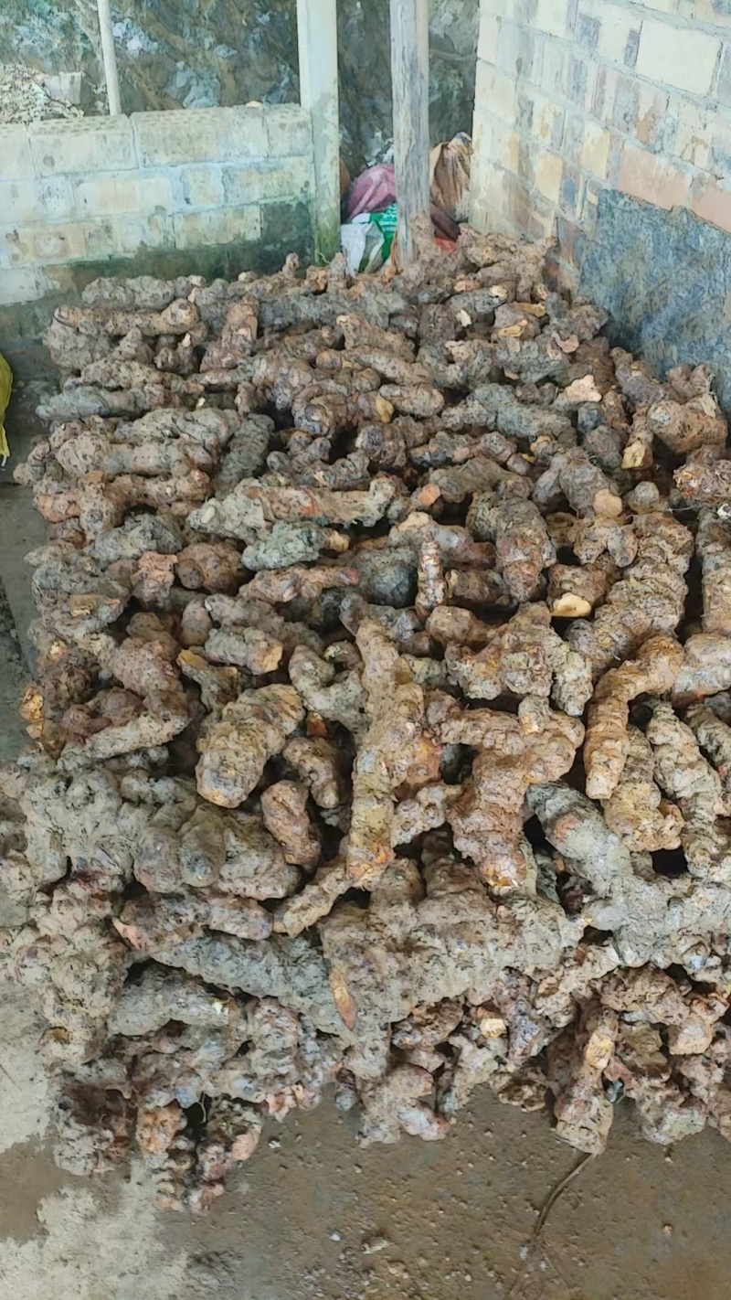 土茯苓原材料新鲜货，单根4两以上大个