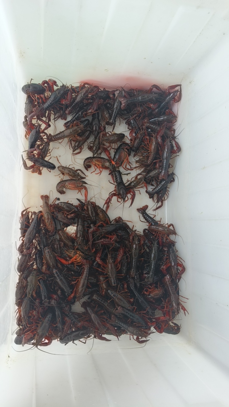 龙虾234钱/456钱/789钱