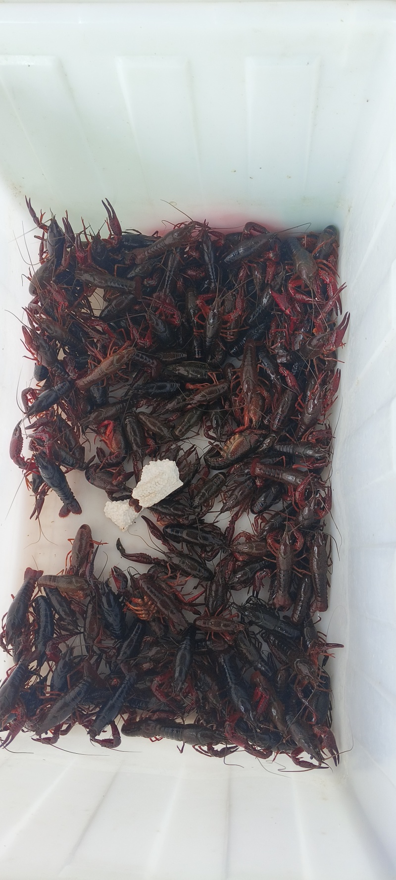 龙虾234钱/456钱/789钱