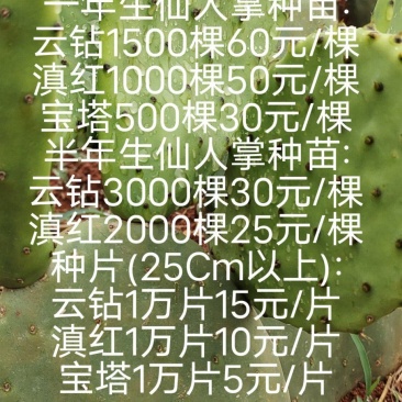 仙人掌一年生种苗：云钻60元/棵（1500棵起）、滇红5