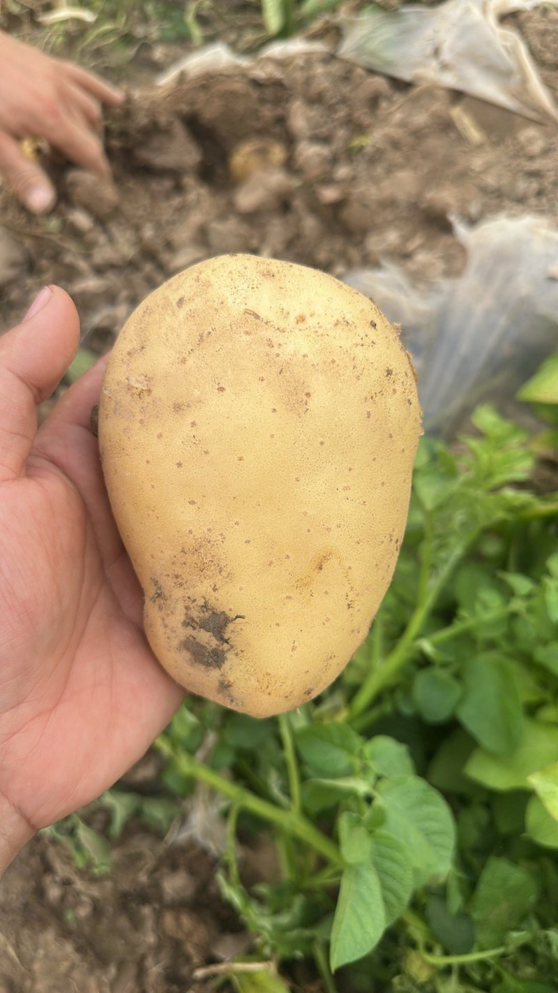 河南土豆三两以上沃土品种按要求分拣打包装车规格齐全
