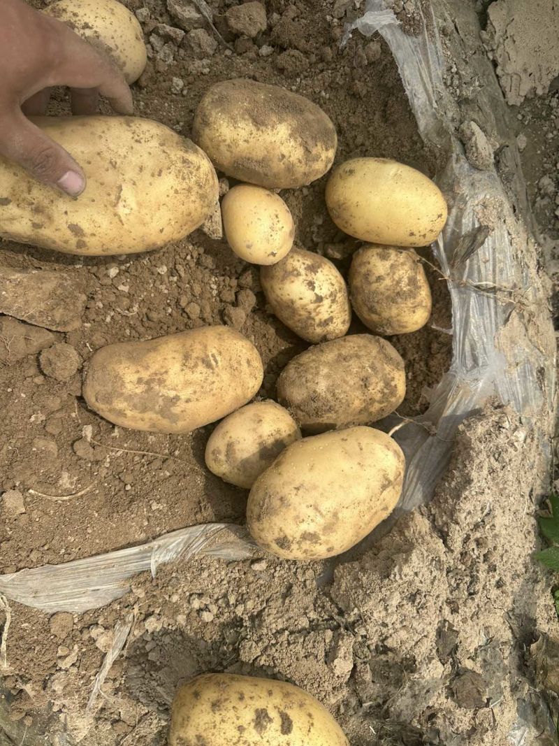 河南土豆三两以上沃土品种按要求分拣打包装车规格齐全