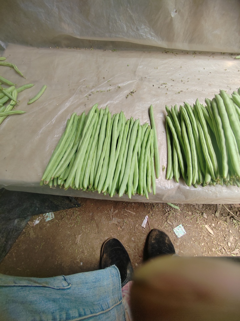 金豆红花小金豆，精品，施肥农药少，产品翠绿