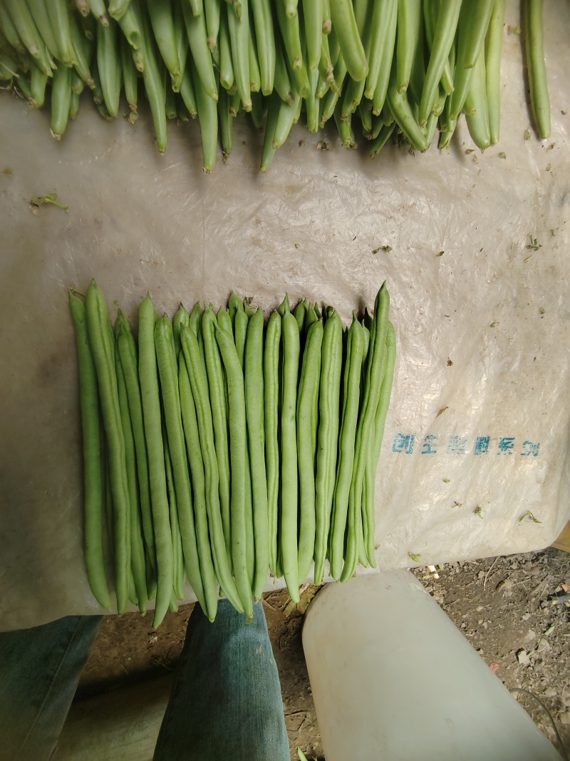 金豆红花小金豆，精品，施肥农药少，产品翠绿