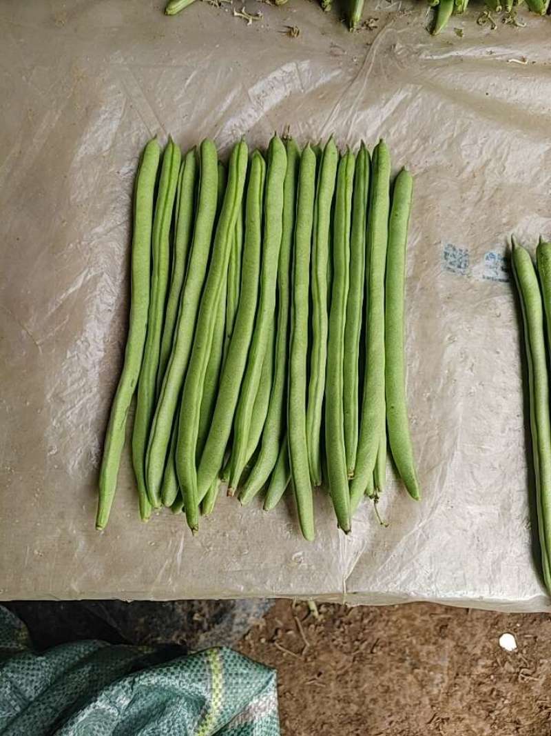 金豆红花小金豆，精品，施肥农药少，产品翠绿