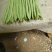金豆红花小金豆，精品，施肥农药少，产品翠绿