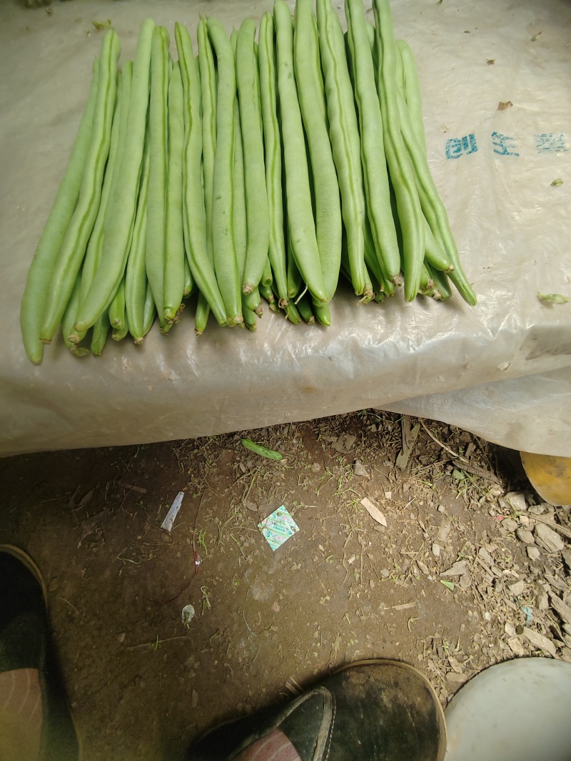金豆红花小金豆，精品，施肥农药少，产品翠绿