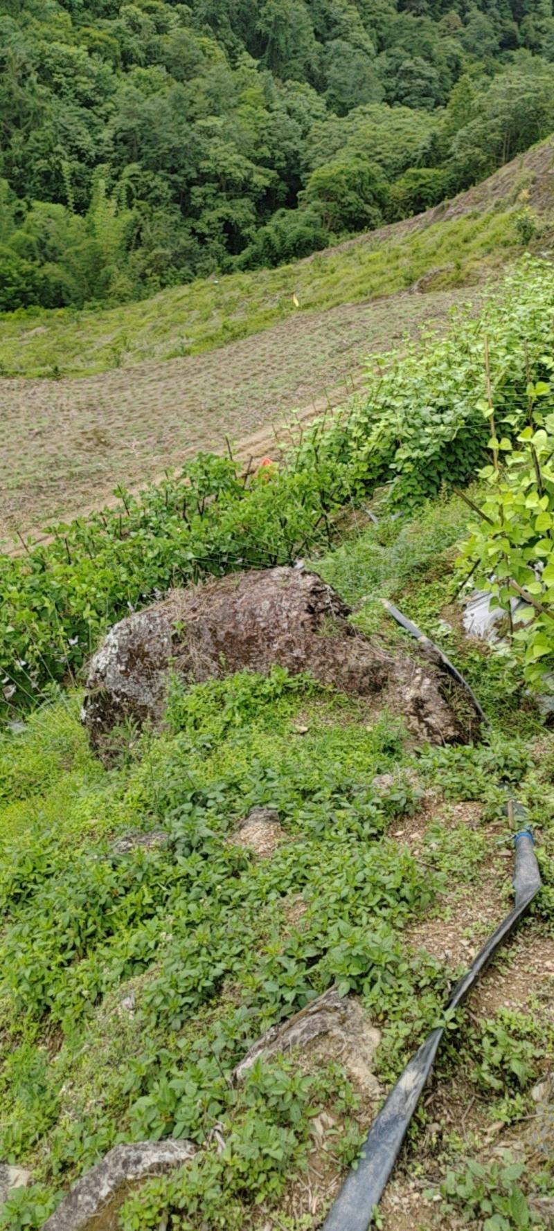 金豆红花小金豆，精品，施肥农药少，产品翠绿