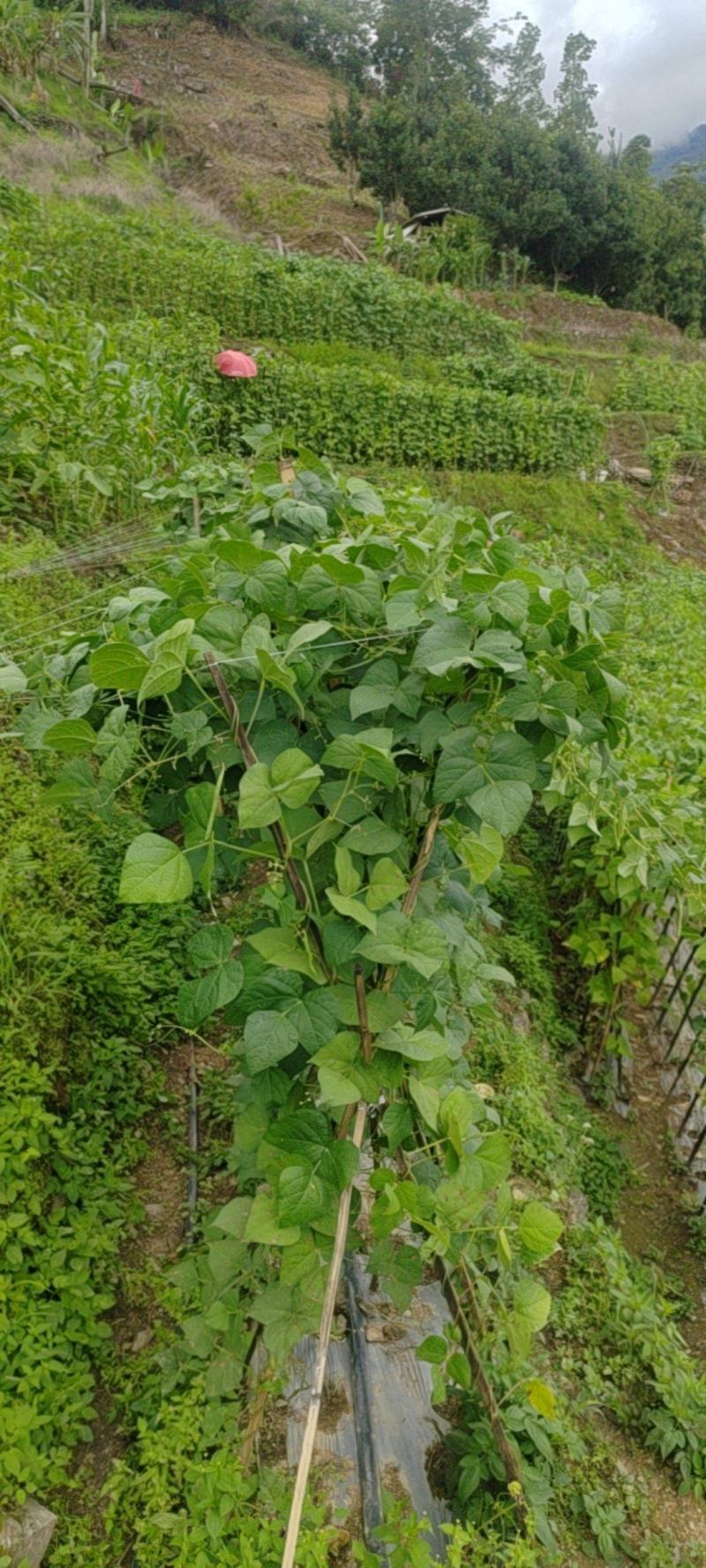 金豆红花小金豆，精品，施肥农药少，产品翠绿