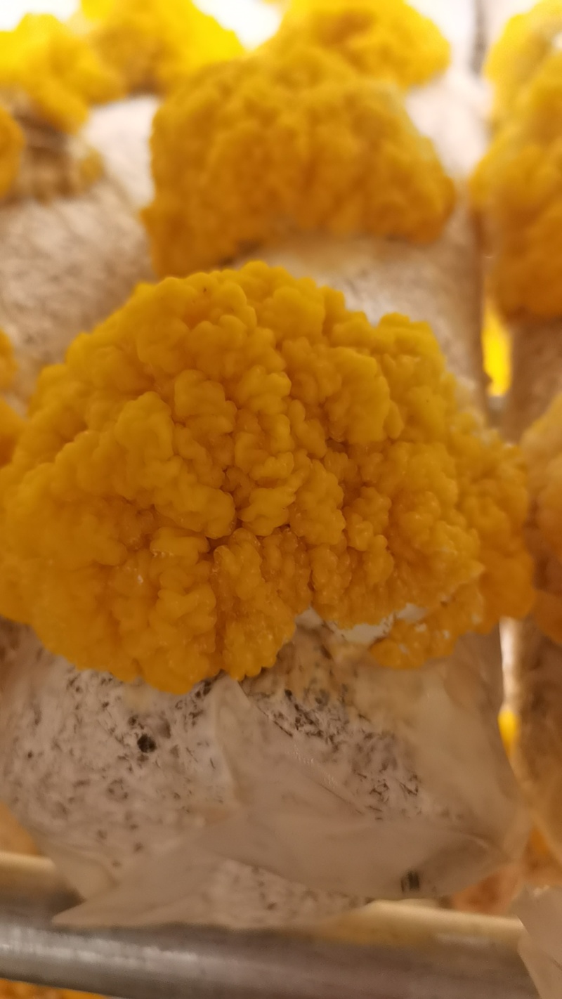 金耳菌鲜货