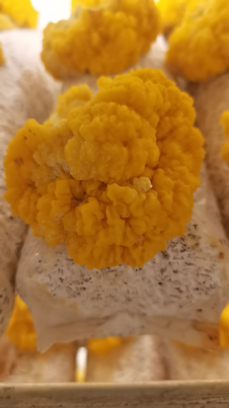 金耳菌鲜货