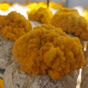 金耳菌鲜货