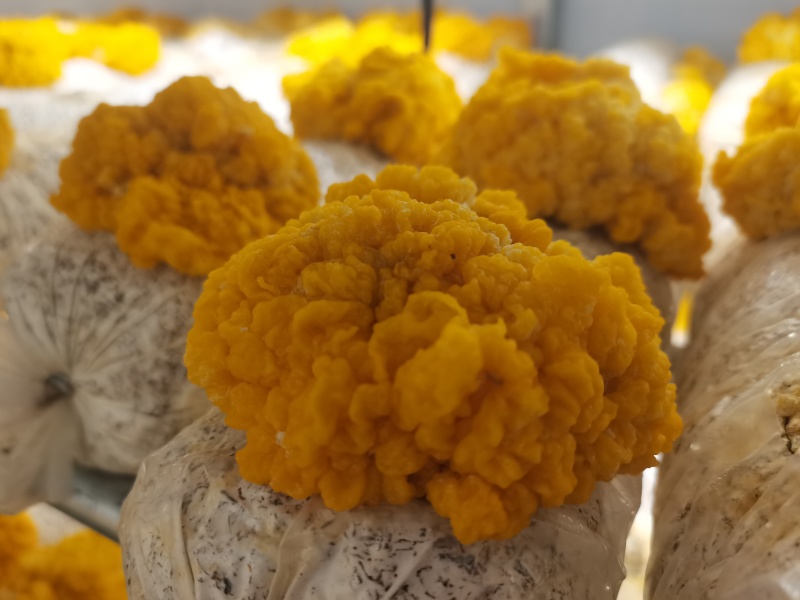 金耳菌鲜货