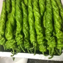 螺丝椒通货