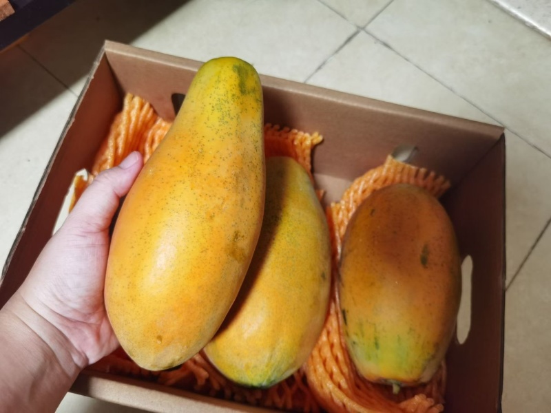 红心木瓜树上熟精品，8斤3-6头礼盒装，顺丰发货