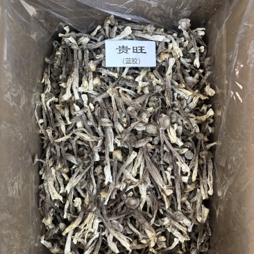 鹿茸菇中粗条