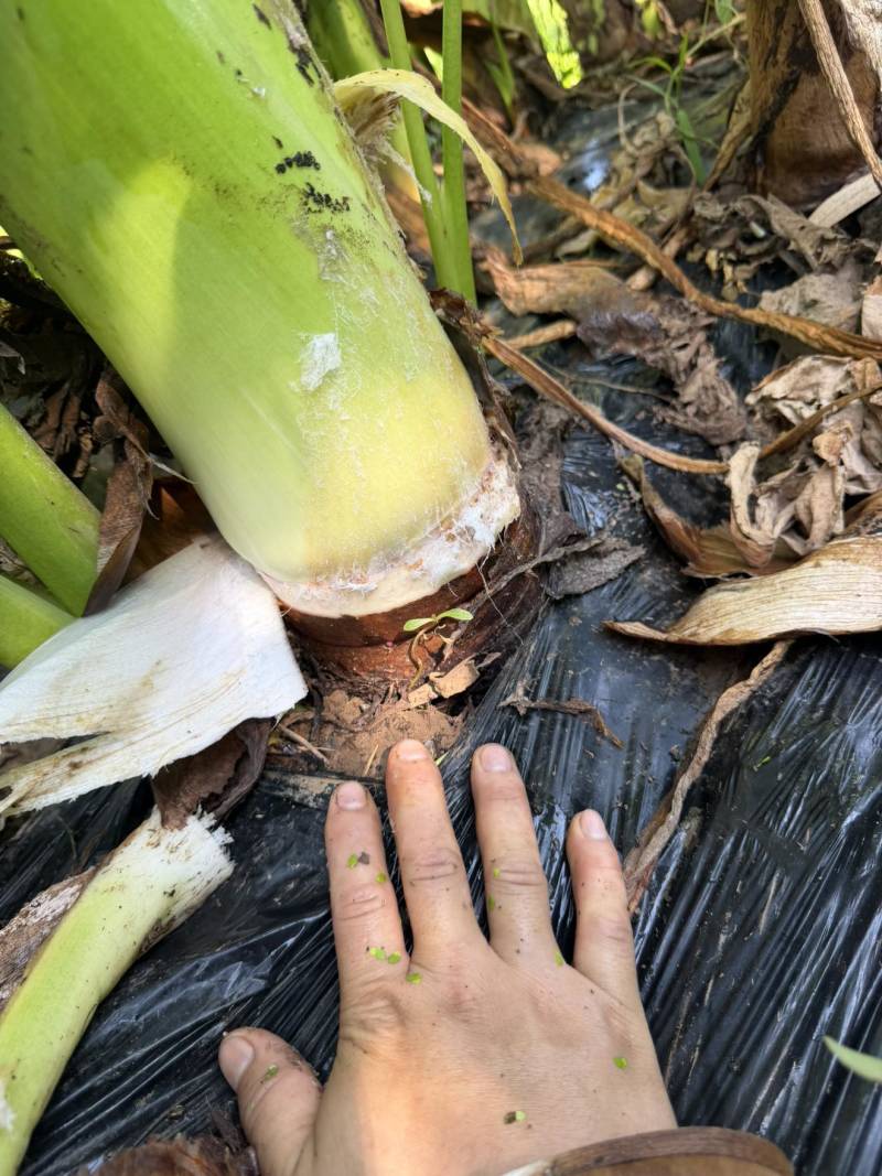 芋头大芋头，单个1.5斤以上，最大5斤