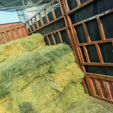 苜蓿草一等草