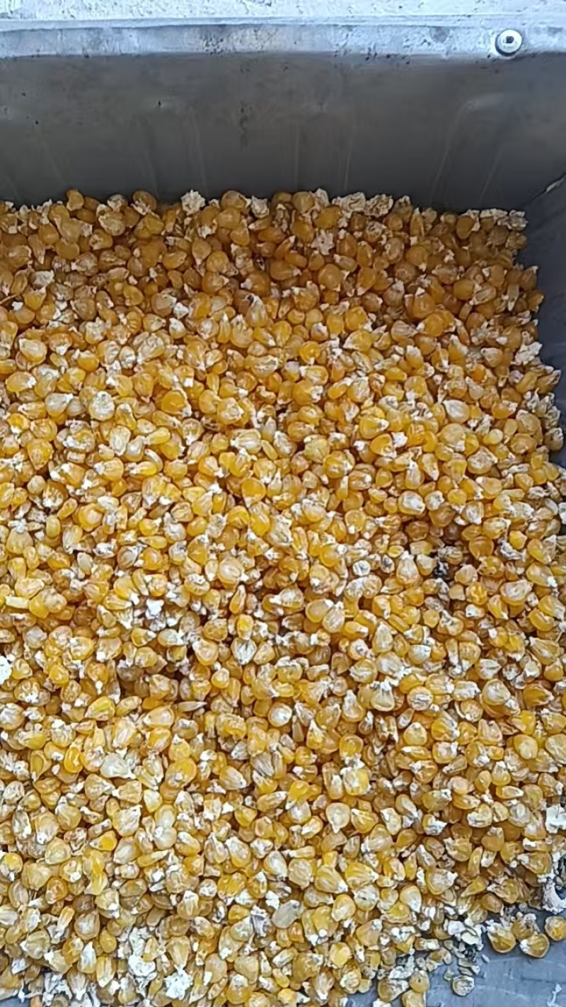 青稞玉米抛光