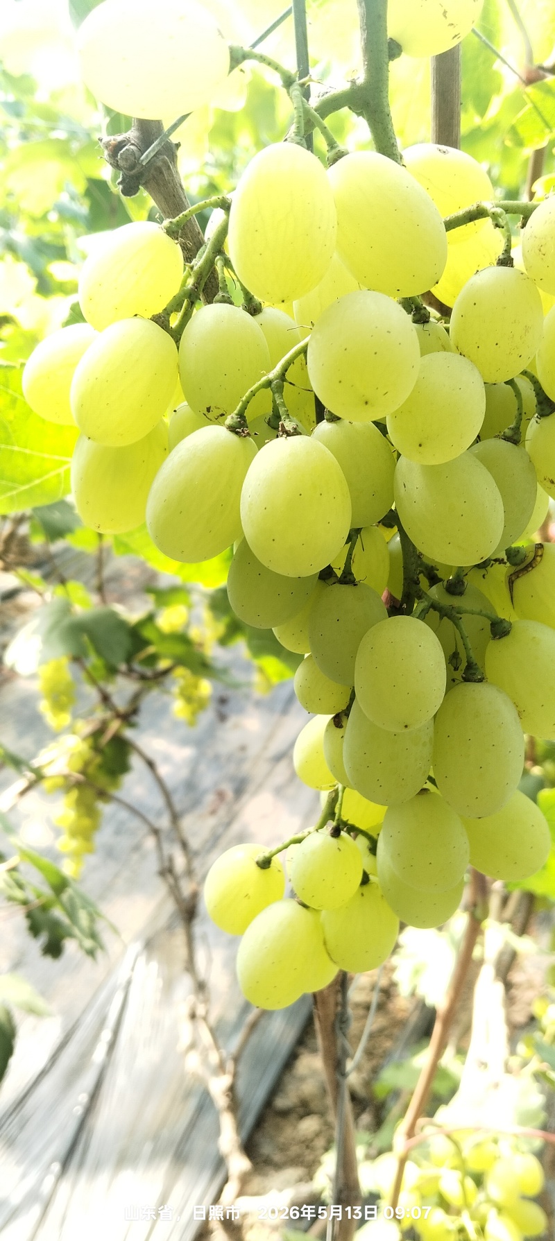 葡萄